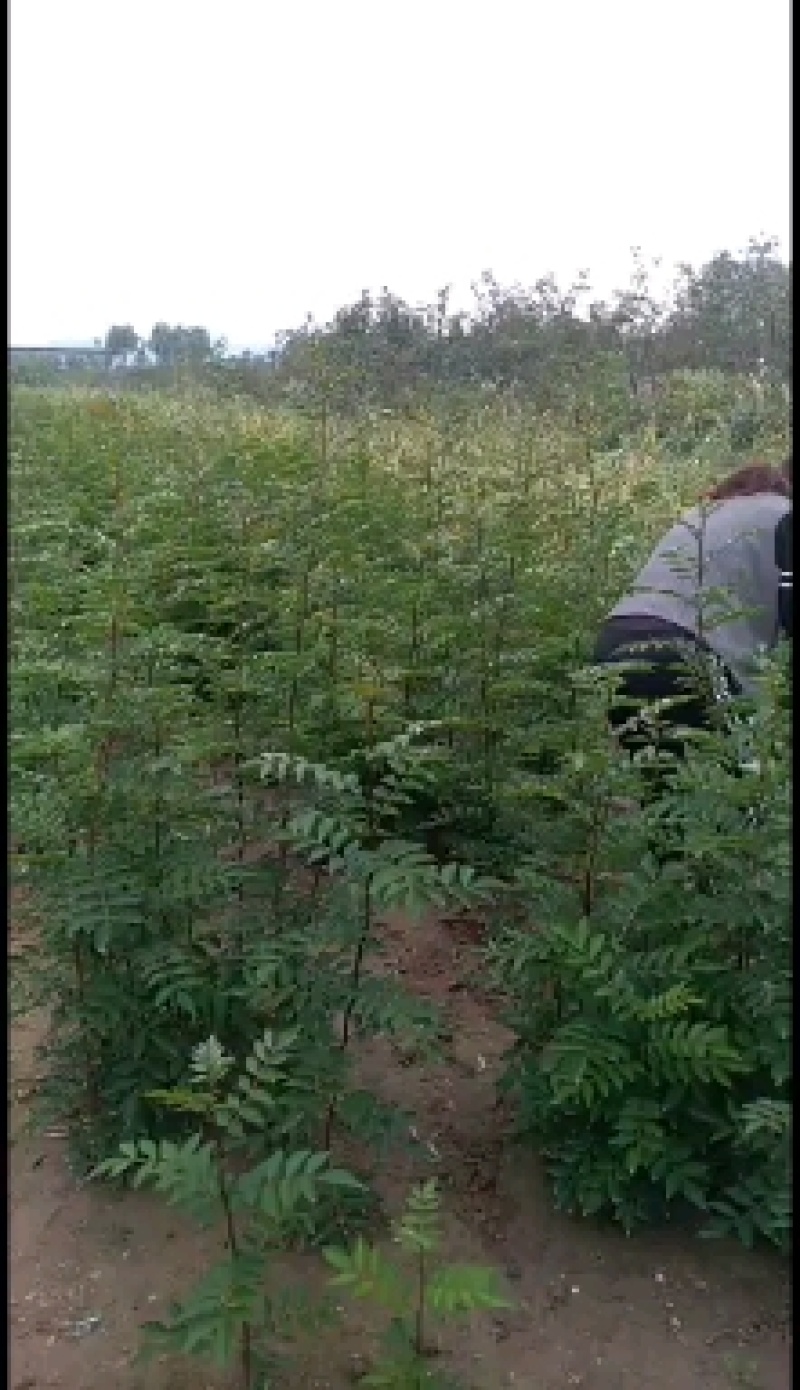优质大红袍花椒苗高80公分以上