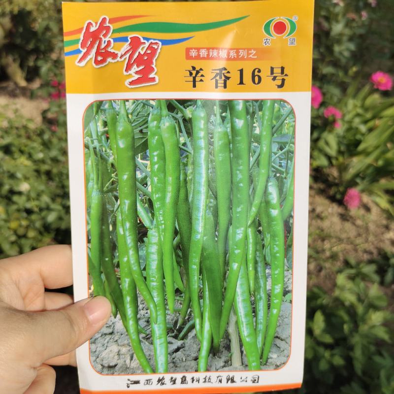 农望辛香16线椒种子中早熟皮薄肉厚味辣辣椒种子线椒种子