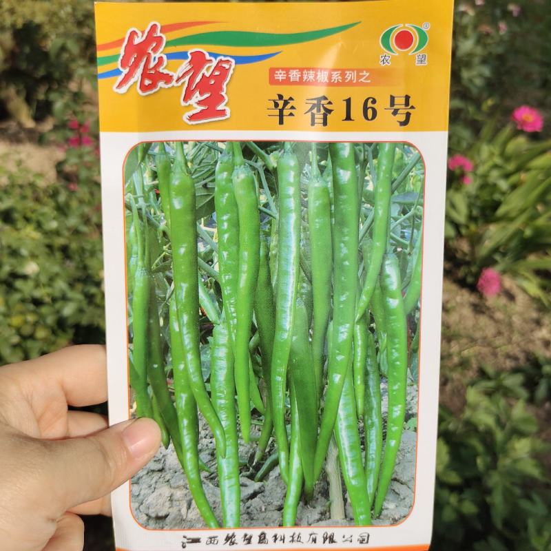 农望辛香16线椒种子中早熟皮薄肉厚味辣辣椒种子线椒种子