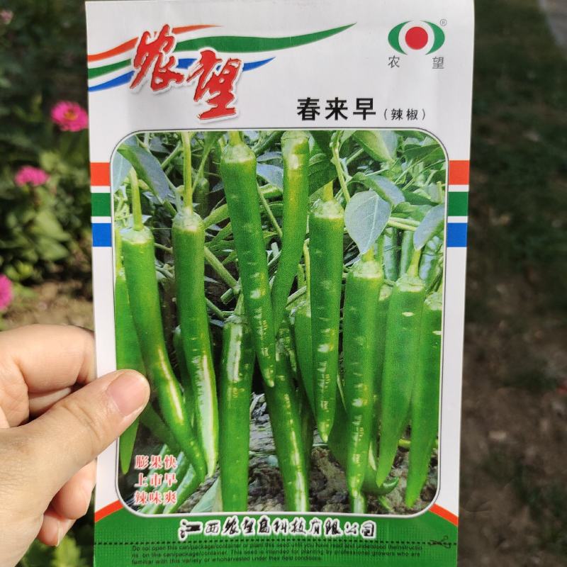 农望辛香16线椒种子中早熟皮薄肉厚味辣辣椒种子线椒种子