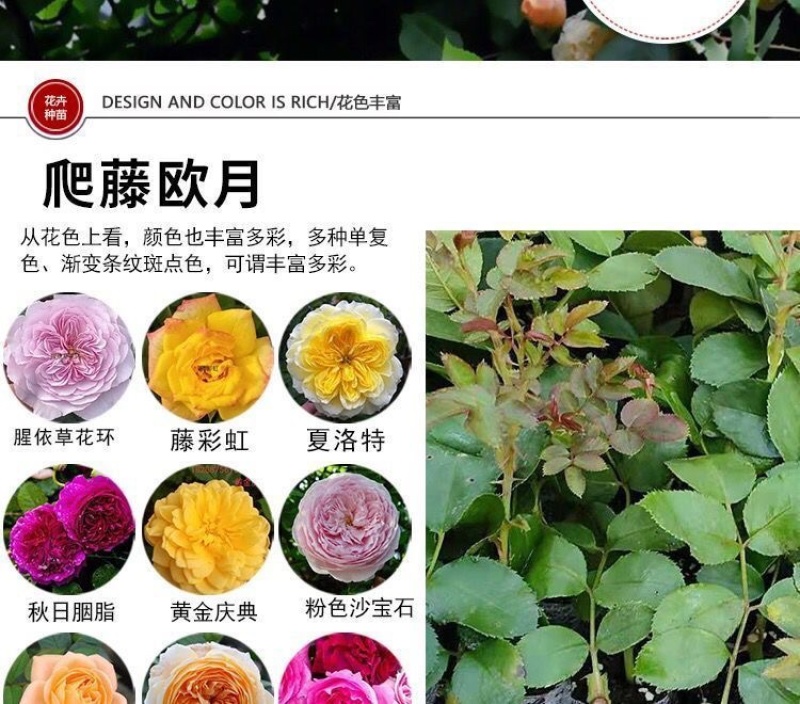 云南昆明藤本月季花苗蔷薇苗大花爬藤欧月种苗盆栽苗