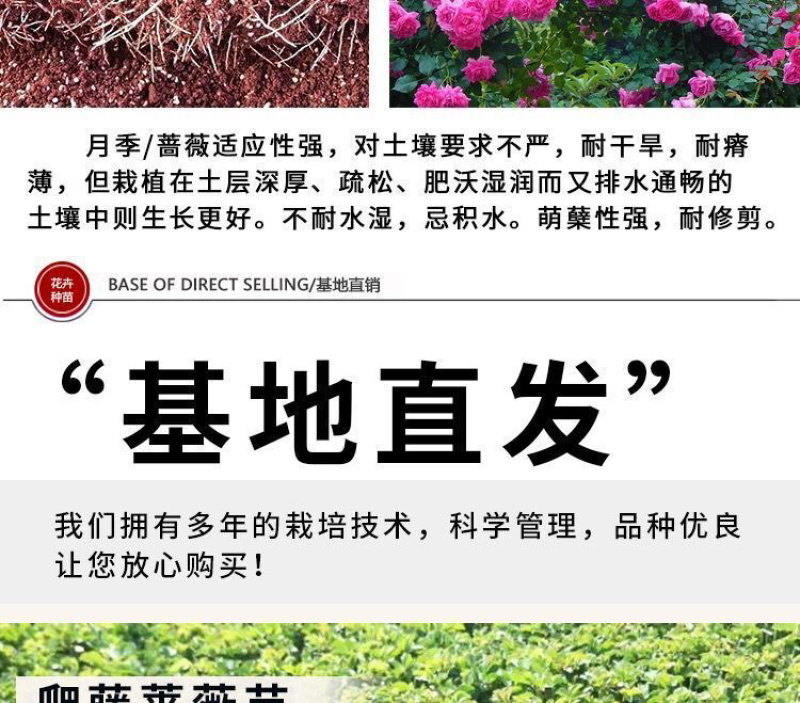 云南昆明藤本月季花苗蔷薇苗大花爬藤欧月种苗盆栽苗