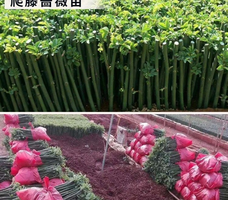 云南昆明藤本月季花苗蔷薇苗大花爬藤欧月种苗盆栽苗