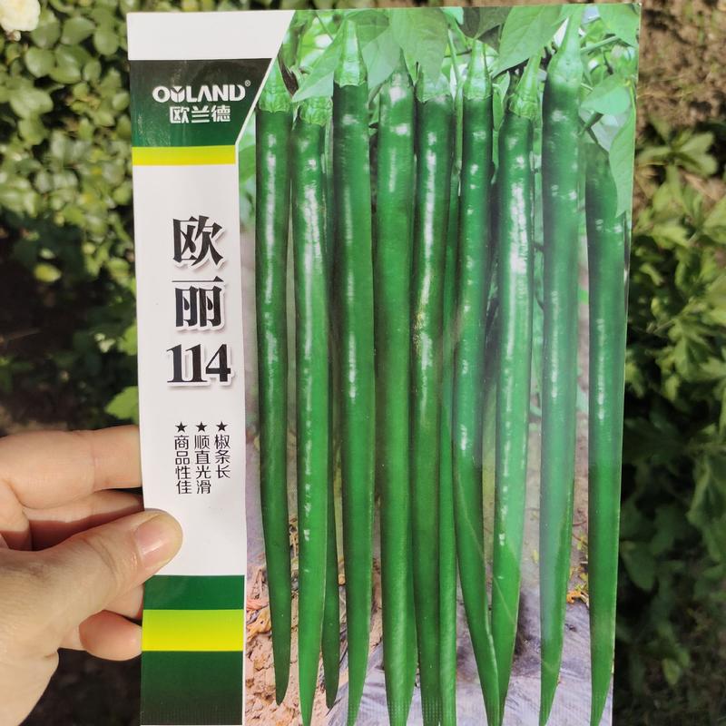 杭椒种子早熟一代杂交辣椒种子欧丽114长线椒种子线椒种子
