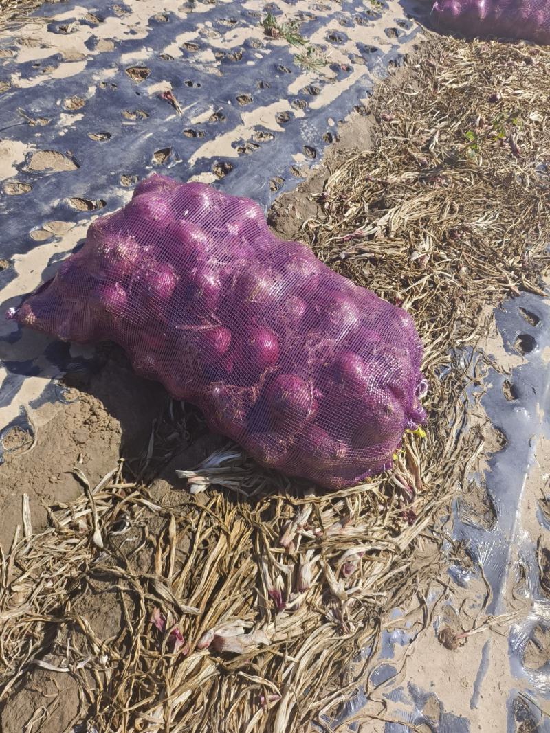武威精品洋葱大量上市沙地种植质量有保证