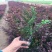 花境植物红色小波小型灌木绿植耐热耐寒四季常青观叶