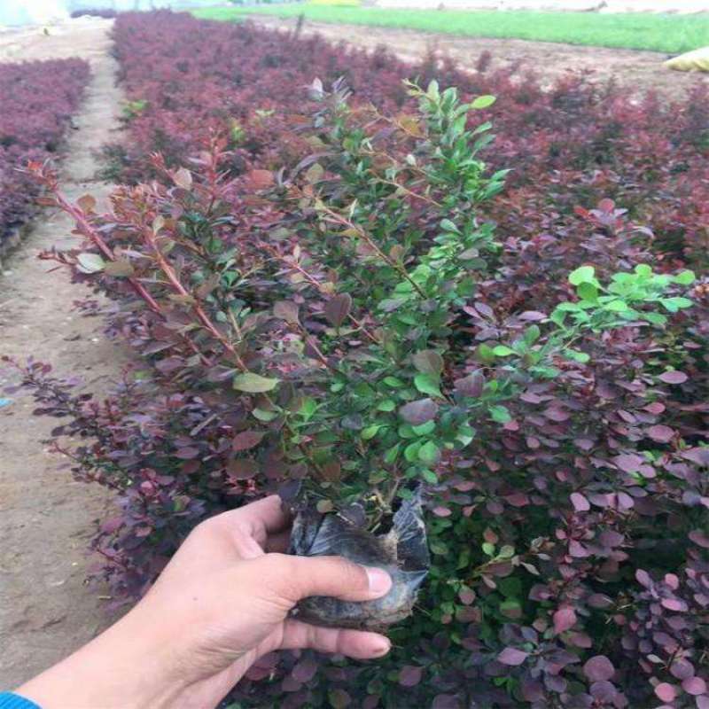 花境植物红色小波小型灌木绿植耐热耐寒四季常青观叶