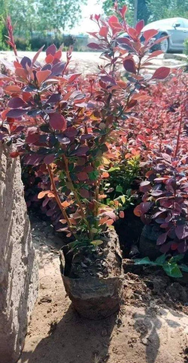 花境植物红色小波小型灌木绿植耐热耐寒四季常青观叶