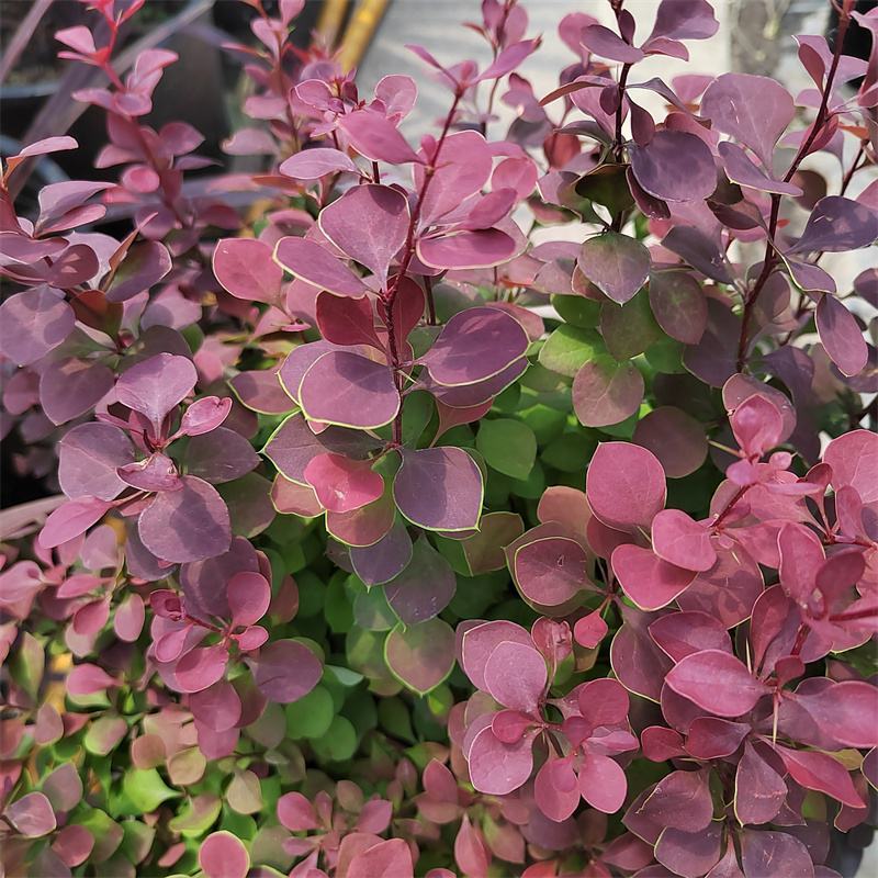 花境植物红色小波小型灌木绿植耐热耐寒四季常青观叶