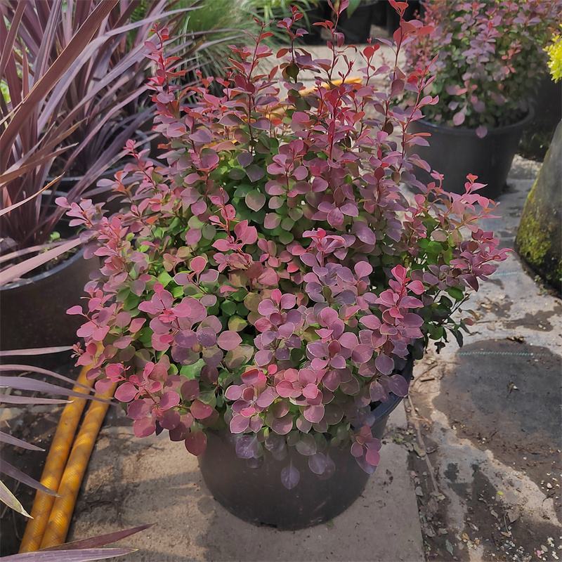 花境植物红色小波小型灌木绿植耐热耐寒四季常青观叶
