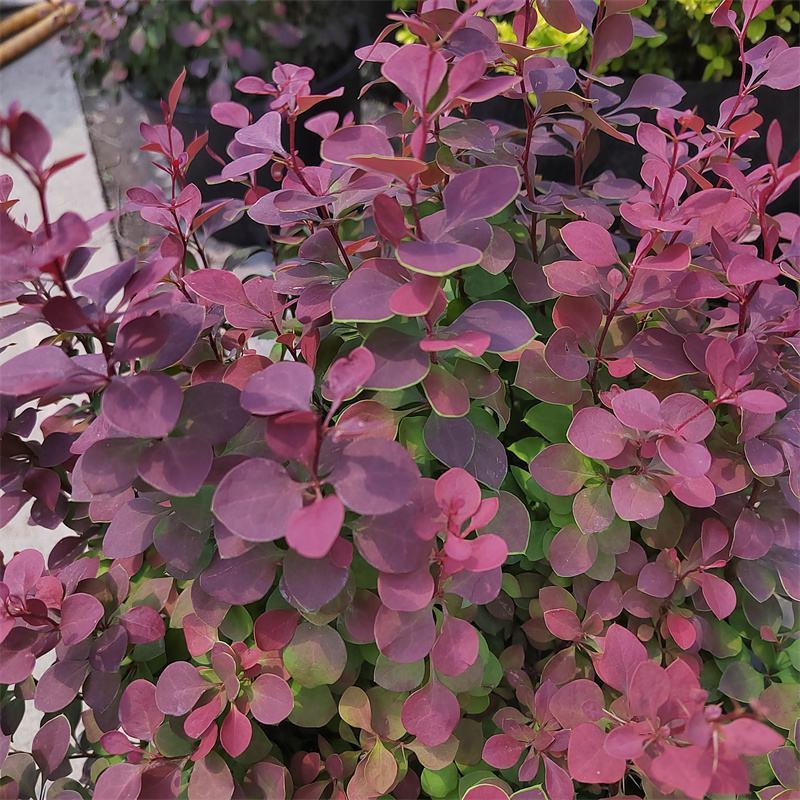 花境植物红色小波小型灌木绿植耐热耐寒四季常青观叶
