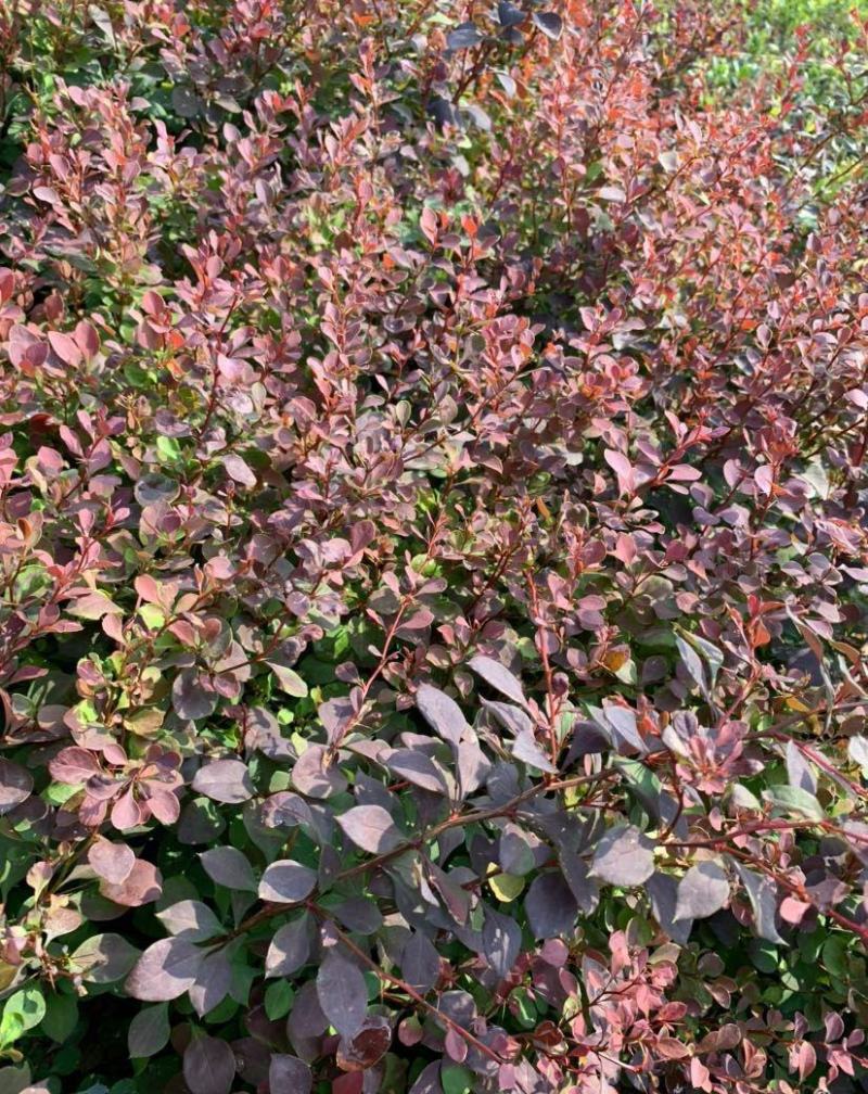 花境植物红色小波小型灌木绿植耐热耐寒四季常青观叶