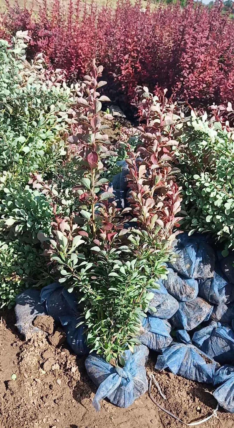 花境植物红色小波小型灌木绿植耐热耐寒四季常青观叶