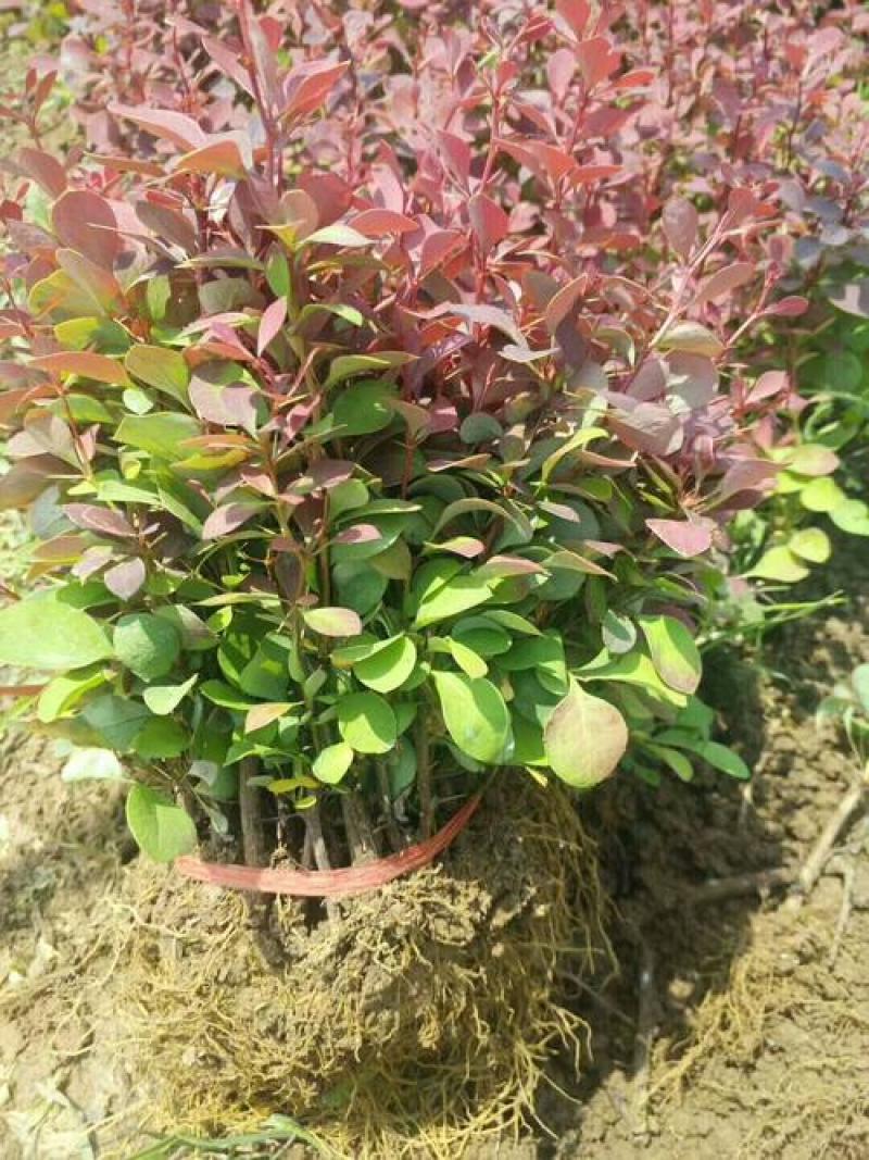 花境植物红色小波小型灌木绿植耐热耐寒四季常青观叶
