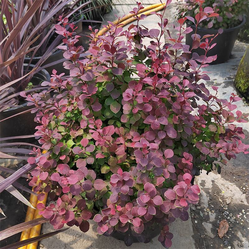 花境植物红色小波小型灌木绿植耐热耐寒四季常青观叶