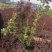 花境植物红色小波小型灌木绿植耐热耐寒四季常青观叶