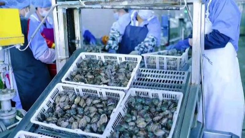 活冻鲍鱼鲍鱼肉规格齐全源头厂家直批发6头-25头现货批发