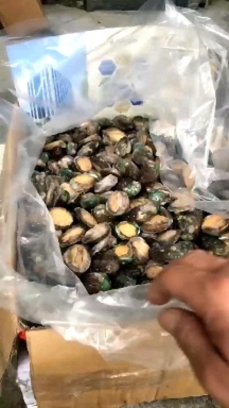 活冻鲍鱼鲍鱼肉规格齐全源头厂家直批发6头-25头现货批发