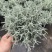 花镜百搭银香菊棉珊菊银叶植物好美耐热耐寒庭院阳台多年