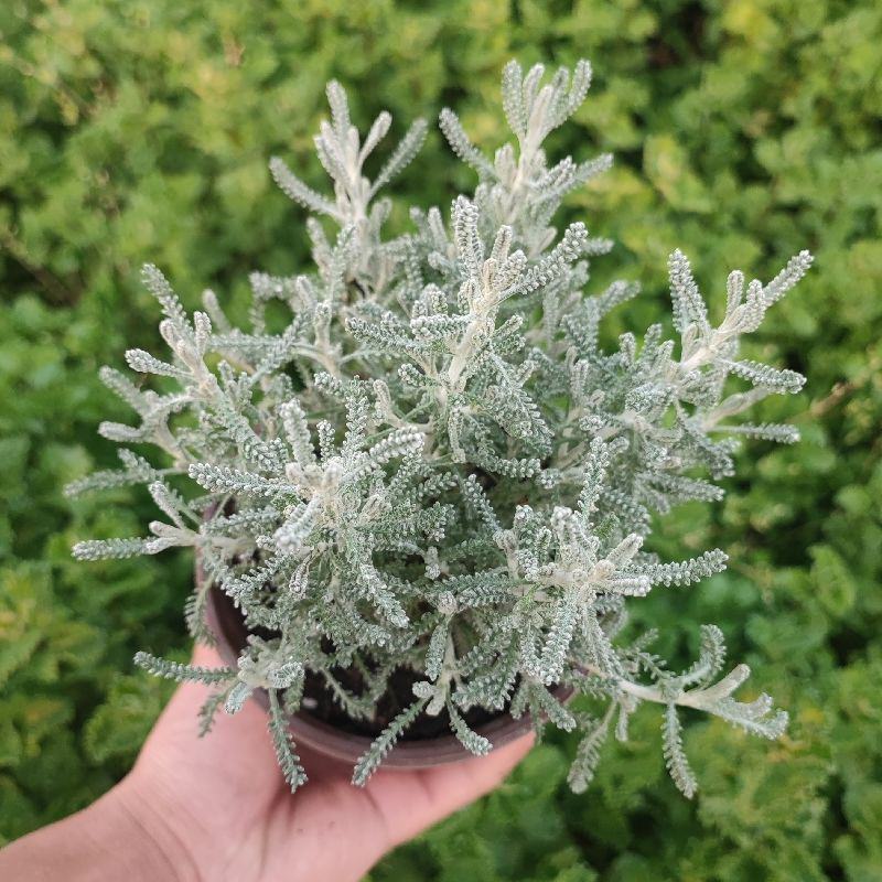 花镜百搭银香菊棉珊菊银叶植物好美耐热耐寒庭院阳台多年