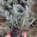 花镜百搭银香菊棉珊菊银叶植物好美耐热耐寒庭院阳台多年
