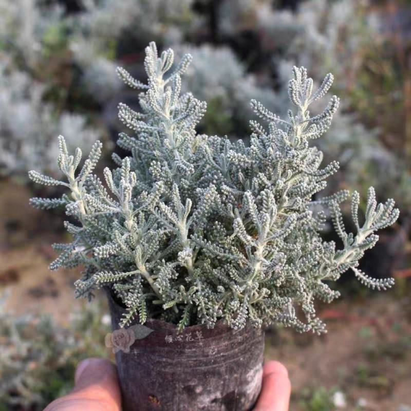 花镜百搭银香菊棉珊菊银叶植物好美耐热耐寒庭院阳台多年