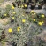花镜百搭银香菊棉珊菊银叶植物好美耐热耐寒庭院阳台多年