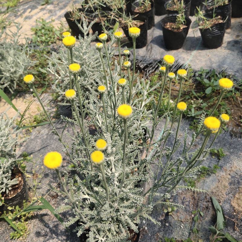 花镜百搭银香菊棉珊菊银叶植物好美耐热耐寒庭院阳台多年