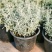 花镜百搭银香菊棉珊菊银叶植物好美耐热耐寒庭院阳台多年