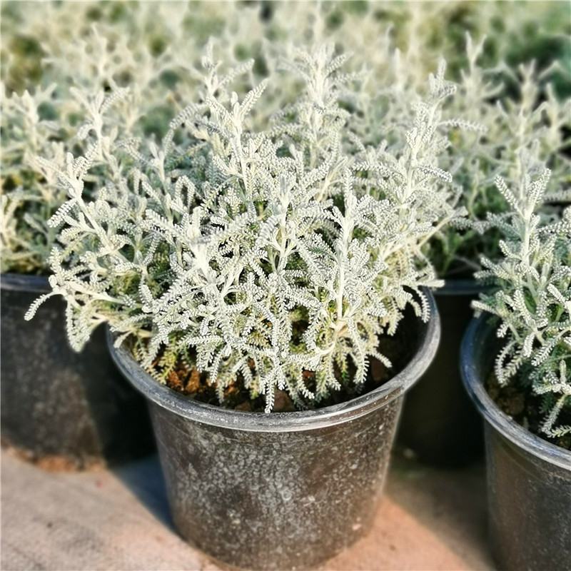 花镜百搭银香菊棉珊菊银叶植物好美耐热耐寒庭院阳台多年