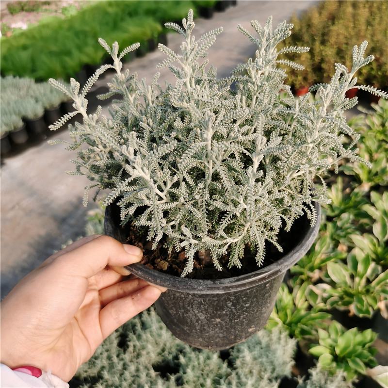 花镜百搭银香菊棉珊菊银叶植物好美耐热耐寒庭院阳台多年