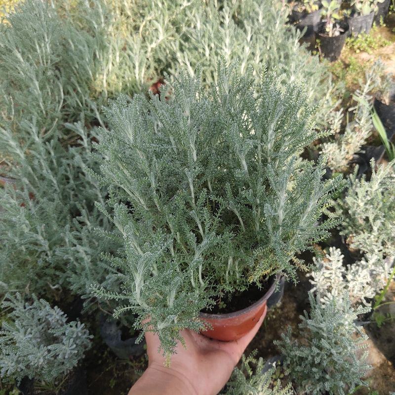 花镜百搭银香菊棉珊菊银叶植物好美耐热耐寒庭院阳台多年