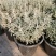 花镜百搭银香菊棉珊菊银叶植物好美耐热耐寒庭院阳台多年