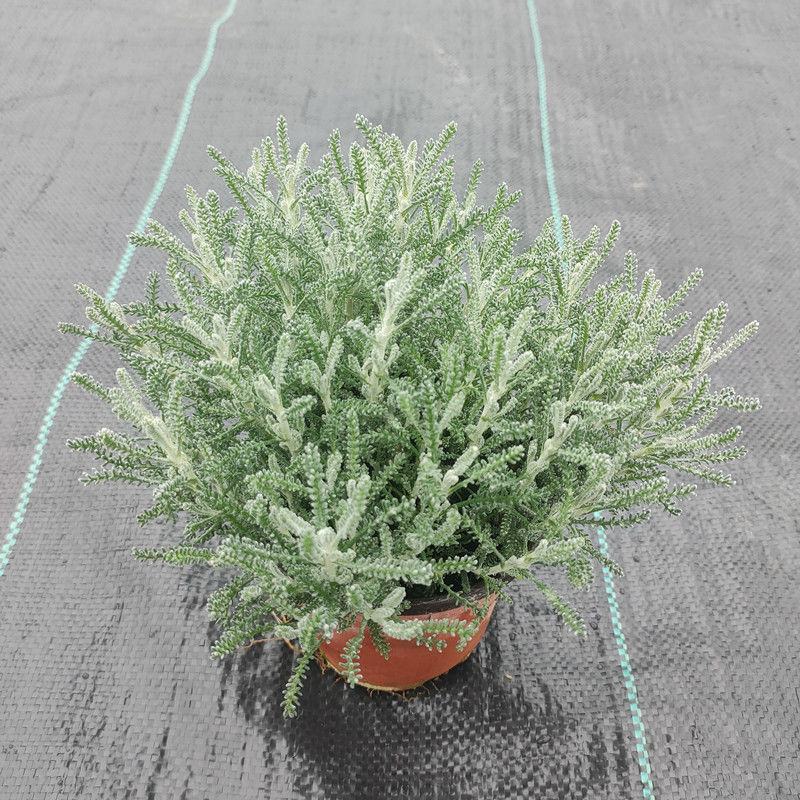 花镜百搭银香菊棉珊菊银叶植物好美耐热耐寒庭院阳台多年