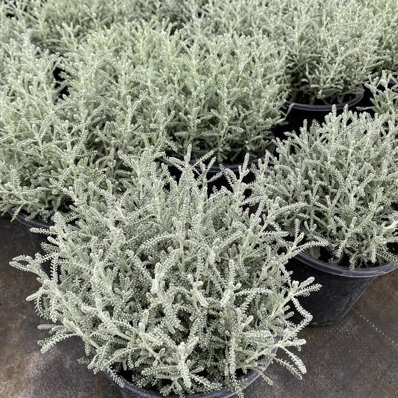 花镜百搭银香菊棉珊菊银叶植物好美耐热耐寒庭院阳台多年
