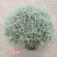 花镜百搭银香菊棉珊菊银叶植物好美耐热耐寒庭院阳台多年