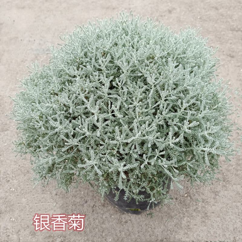 花镜百搭银香菊棉珊菊银叶植物好美耐热耐寒庭院阳台多年