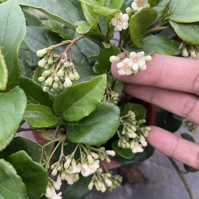琉球荚蒾盆栽多年生四季常绿耐寒耐热木本花卉小灌木忍冬白色