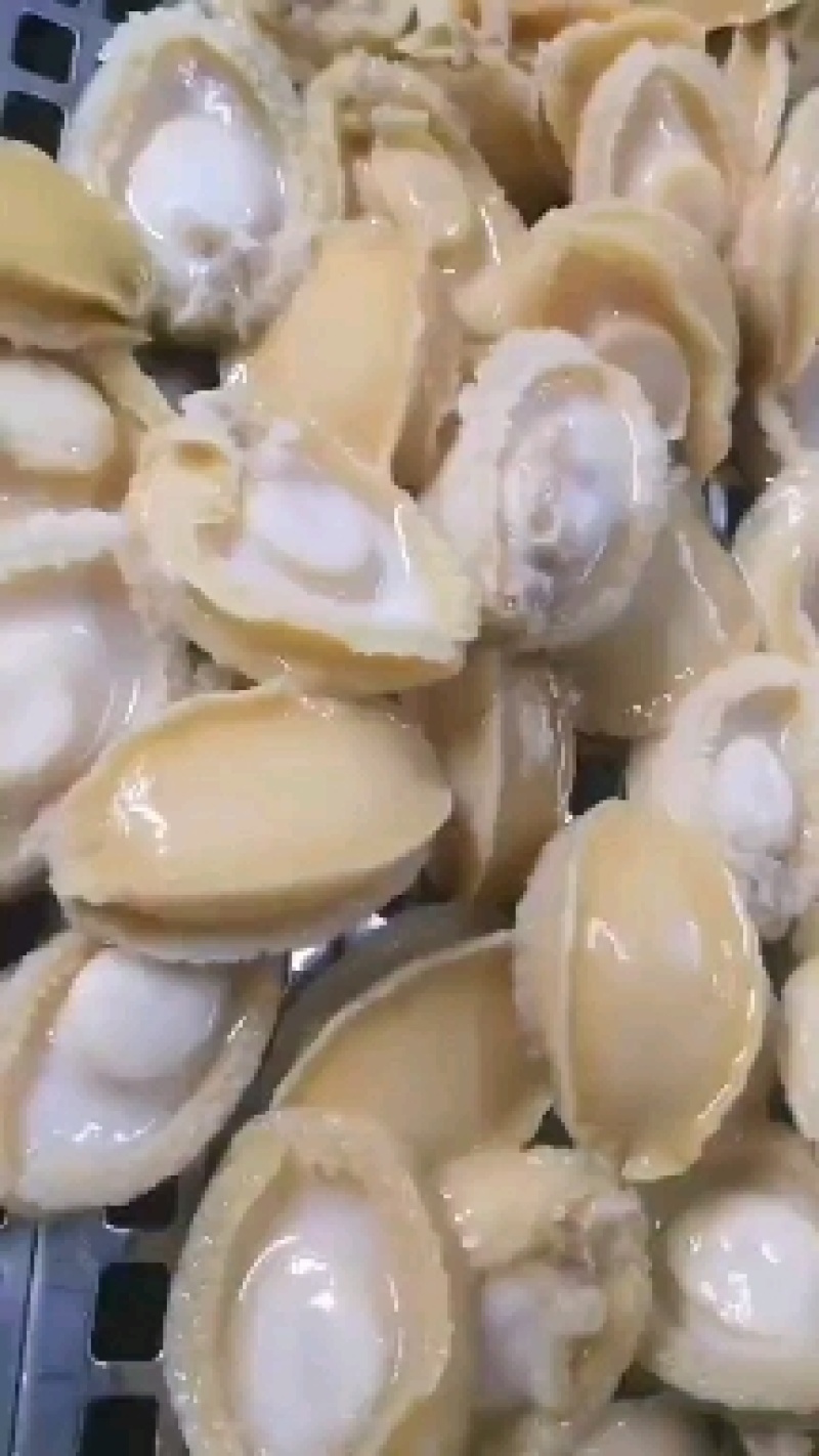黄金鲍，九孔鲍，鲍鱼肉餐饮酒店专用规格齐全品质保证