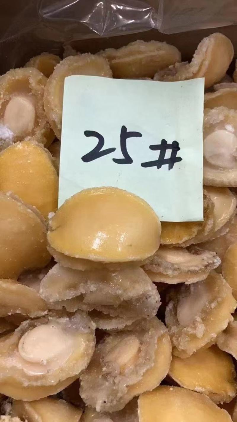 黄金鲍，九孔鲍，鲍鱼肉餐饮酒店专用规格齐全品质保证