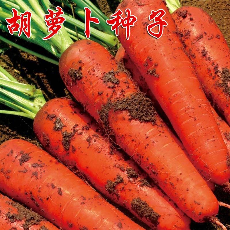 冀欢三红七寸参胡萝卜种子八寸参齐头黄参西洋黄参水果胡萝卜