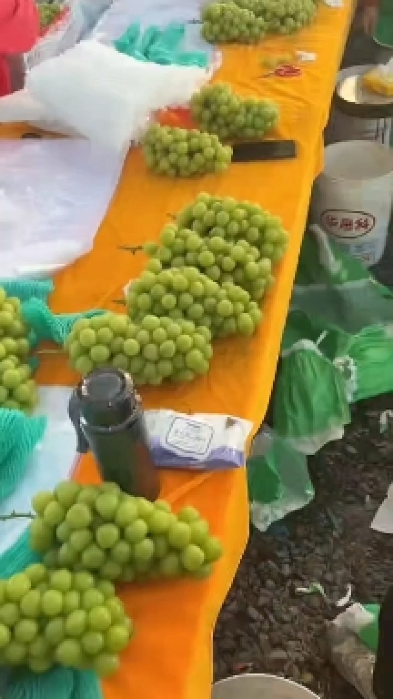 阳光玫瑰葡萄大量上市有想法的请联系。
