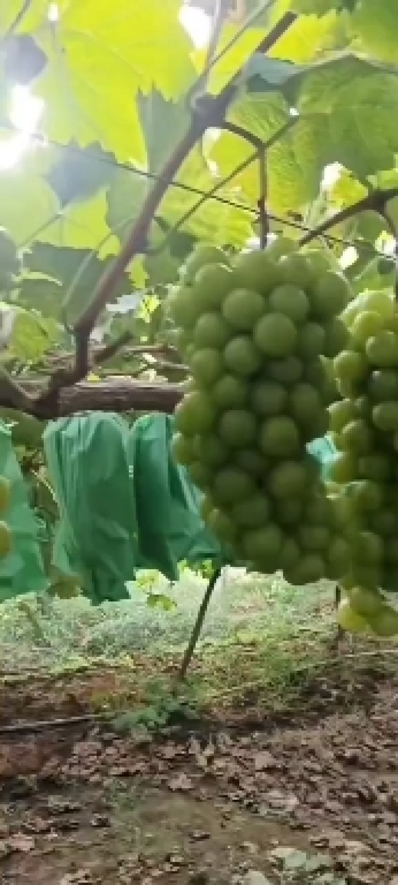 阳光玫瑰葡萄大量上市有想法的请联系。