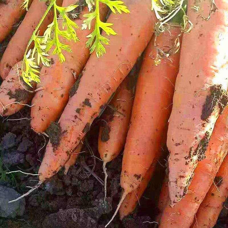金聖红笋胡萝卜种子高产抗病耐热肉嫩甜脆春秋播胡萝卜