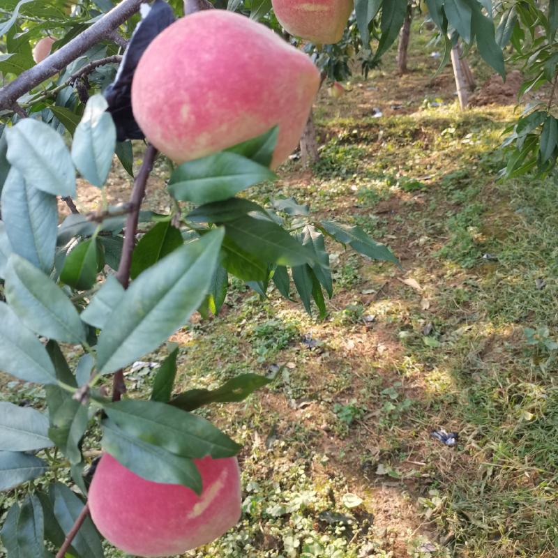 中华寿桃大量批发