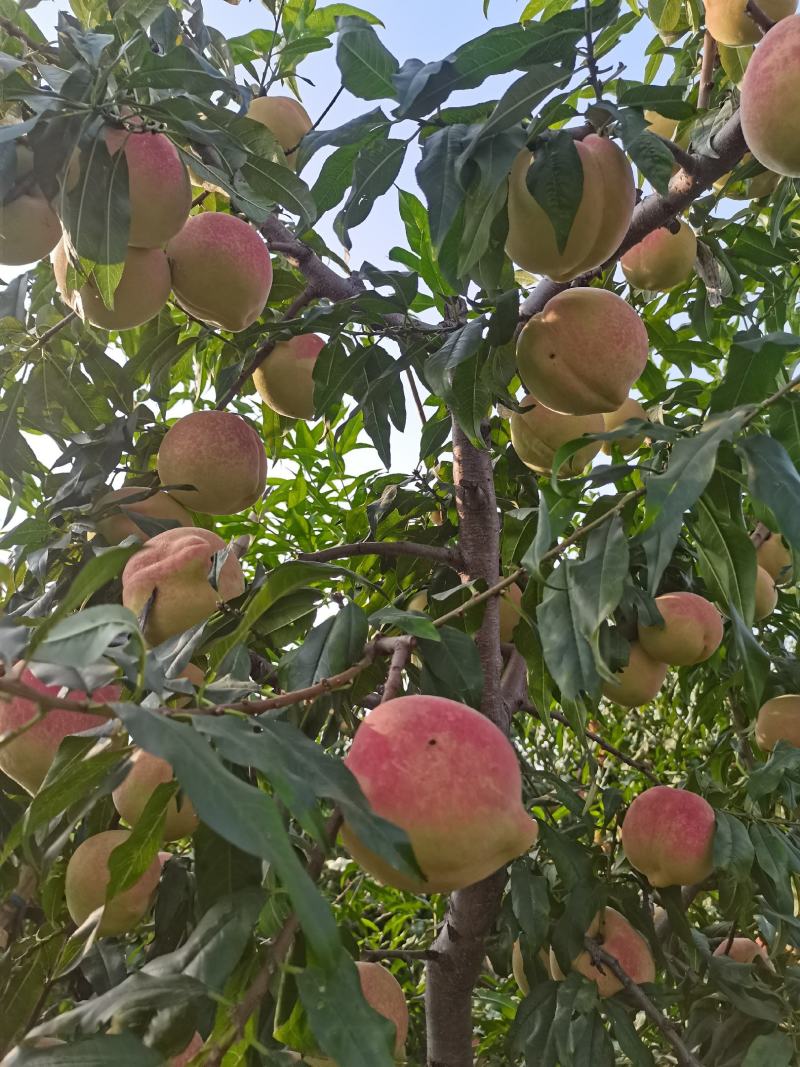 中华寿桃大量批发