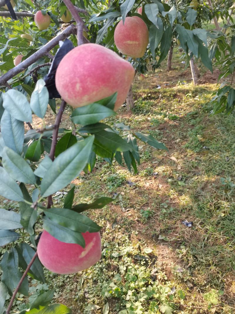 中华寿桃大量批发