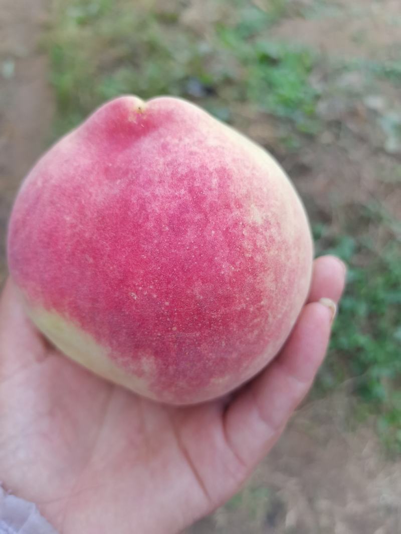 中华寿桃大量批发
