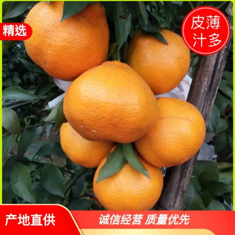 春见耙耙柑，纯甜化渣，对接全国批发市场及电商商超