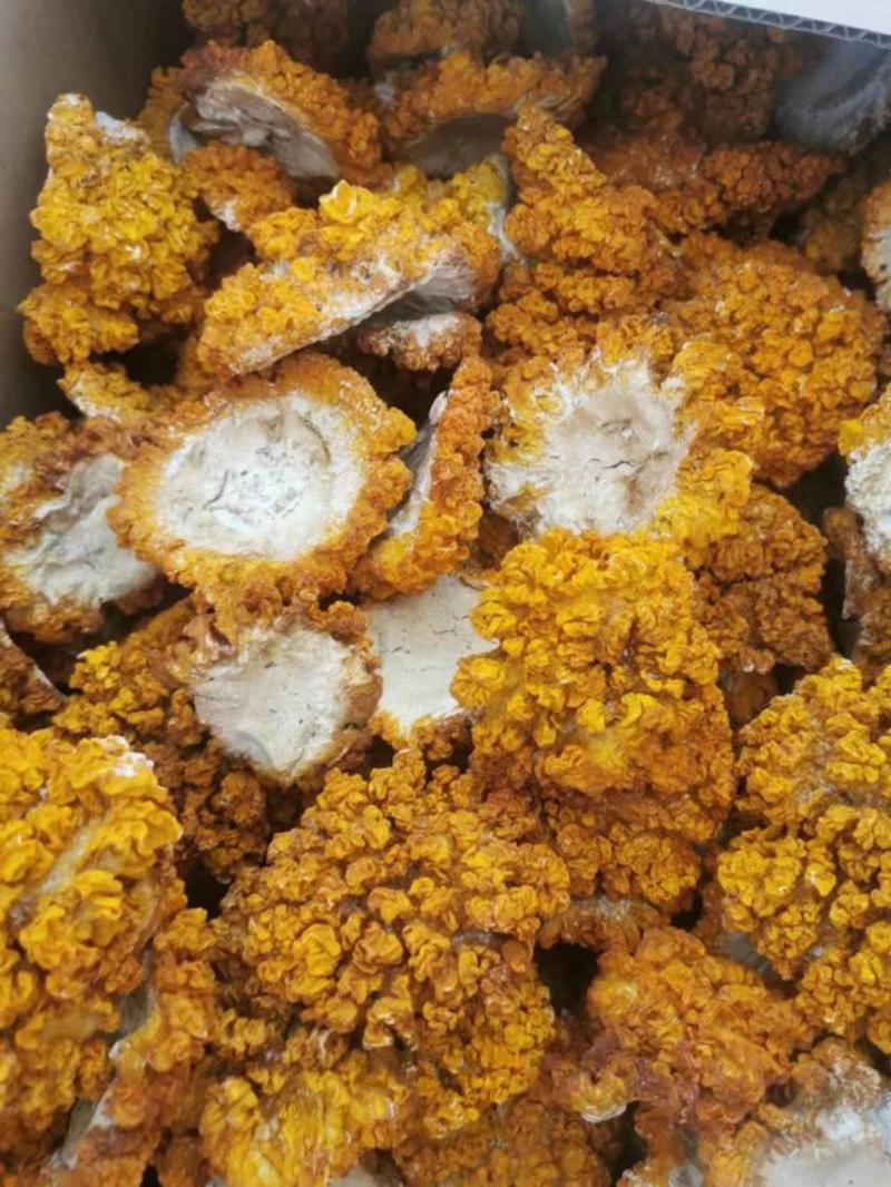 星必德工厂化种植金耳干菇，冻干和烤干，常年有货